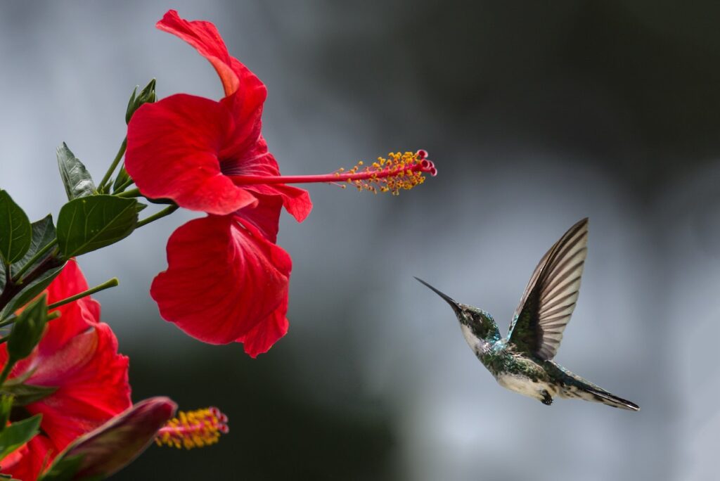 Photo of a hummingbird approaching a flower